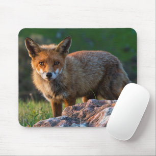Red Fox at Sunset, Australien, Wildlife Photo Musmatta