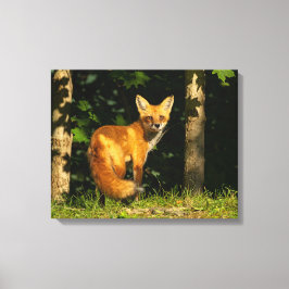 Red Fox Beauty Canvastryck
