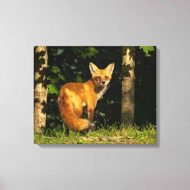 Red Fox Beauty Canvastryck (Framsida)