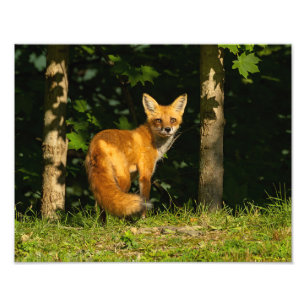 Red Fox Beauty Fototryck