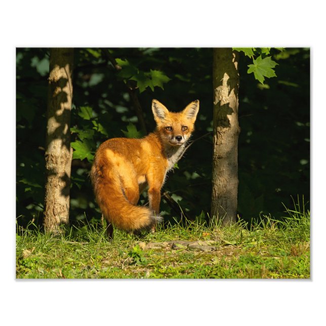 Red Fox Beauty Fototryck (Framsidan)