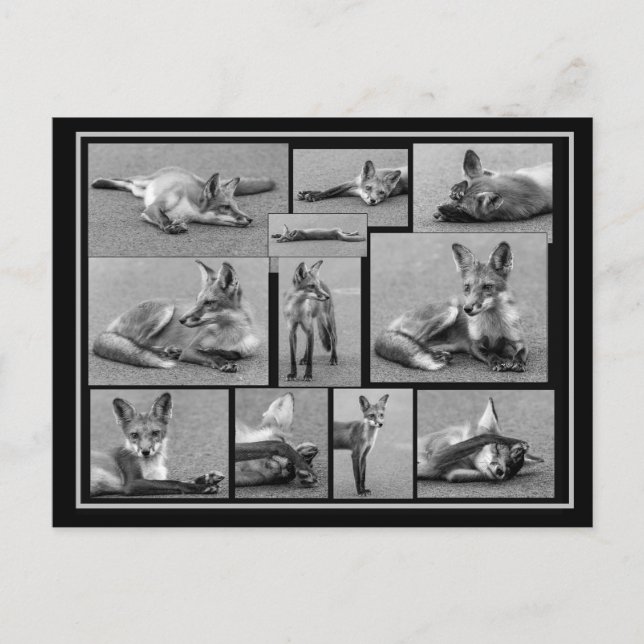 Red Fox Collage Black and White Vykort (Framsida)