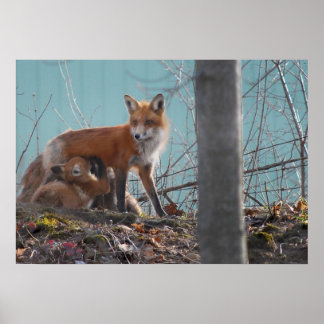Red Fox-familjen Poster