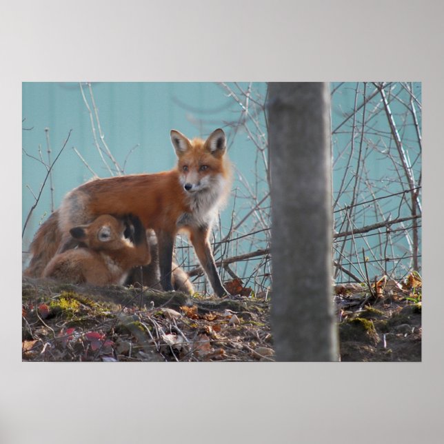 Red Fox-familjen Poster (Framsidan)