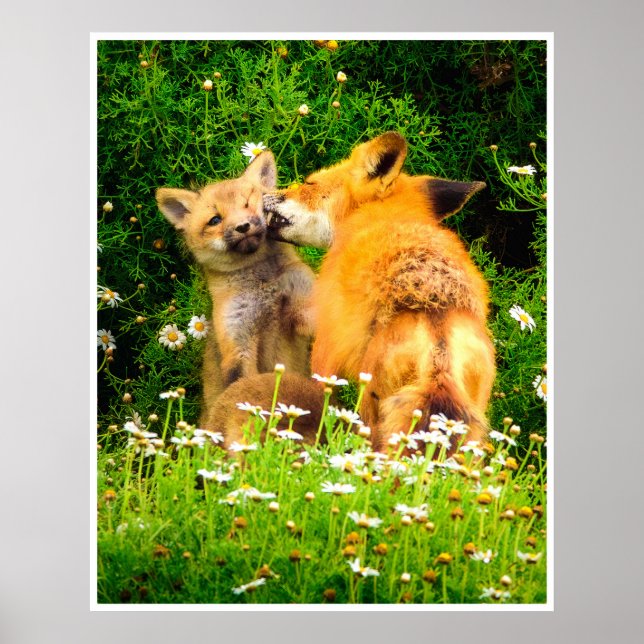 Red Fox Family Wildlife Tender Nature Art Print Poster (Framsidan)