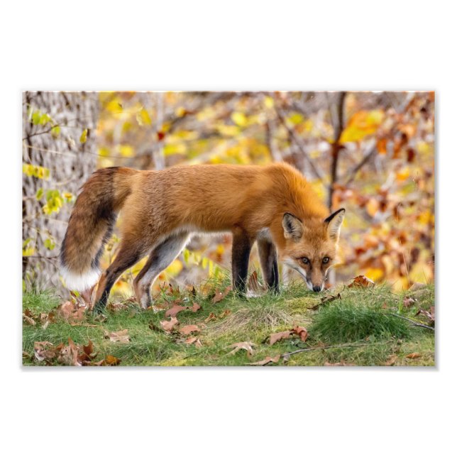 Red Fox Ge utseende Fototryck (Framsidan)