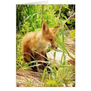 Red Fox Hälsningskort