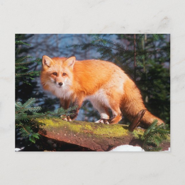 Red Fox i en logg Vykort (Framsida)