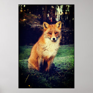Red Fox i en skog Poster