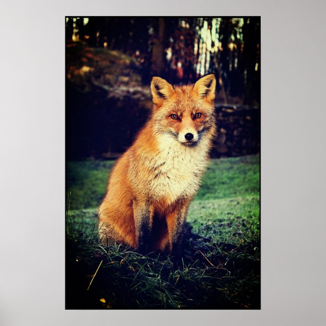 Red Fox i en skog Poster (Framsidan)