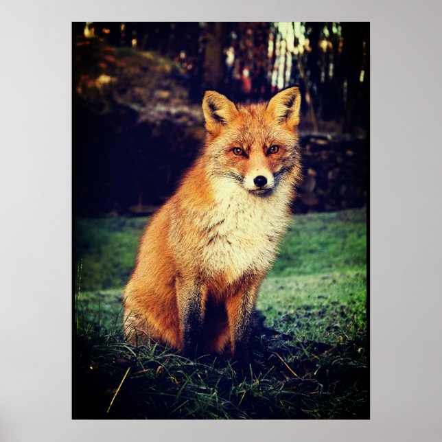 Red Fox i en skog Poster (Framsidan)