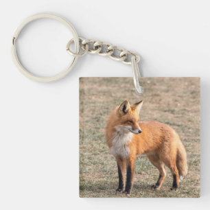 Red Fox i fält