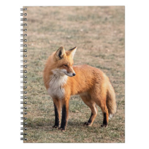Red Fox i fält Anteckningsbok