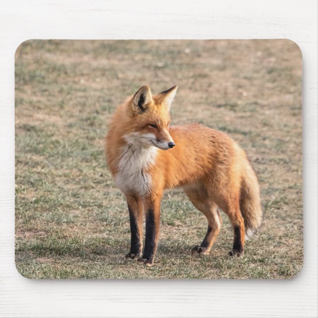 Red Fox i fält Musmatta (Framsidan)