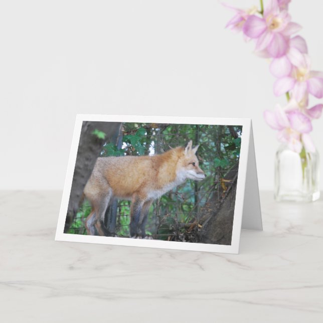 Red Fox i Skogen Kort (Orkide)