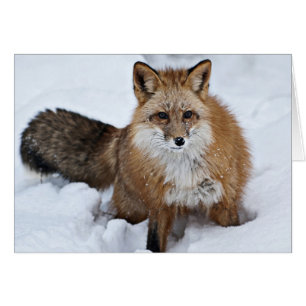 Red Fox i Snö Hälsningskort