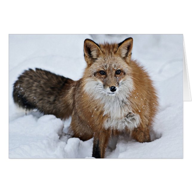 Red Fox i Snö Hälsningskort (Framsidan Horizontal)