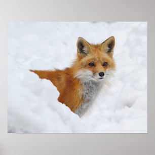 Red Fox i Snö Poster