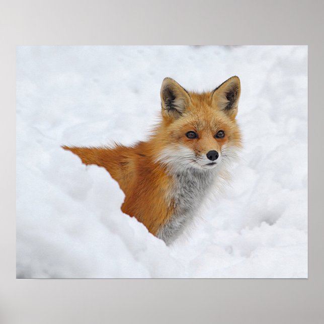 Red Fox i Snö Poster (Framsidan)