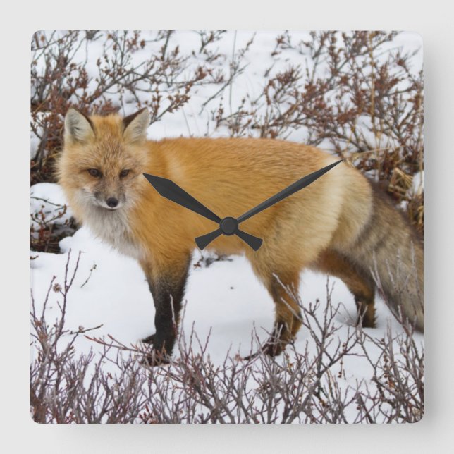 Red Fox i snö under vintern Fyrkantig Klocka (Framsida)