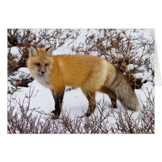 Red Fox i snö under vintern Hälsningskort (Framsidan Horizontal)