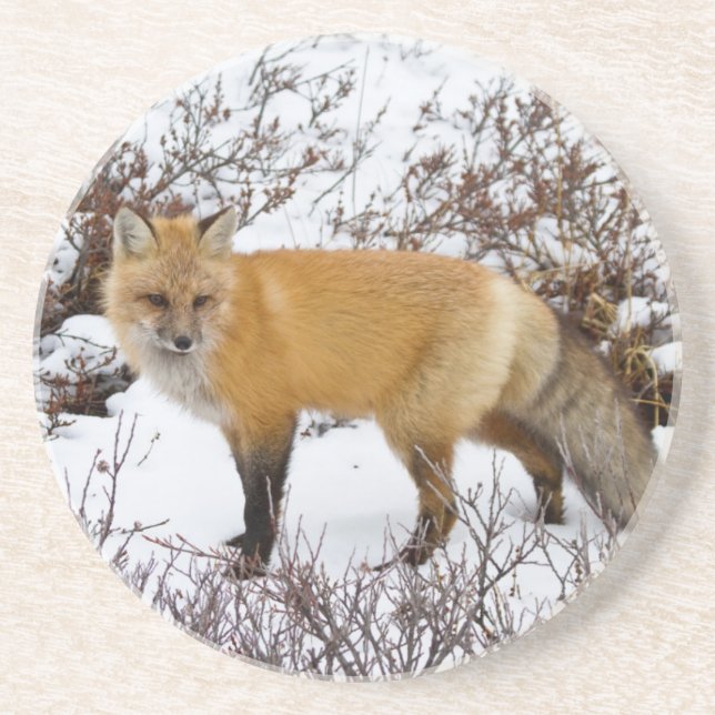 Red Fox i snö under vintern Underlägg Sandsten (Framsidan)