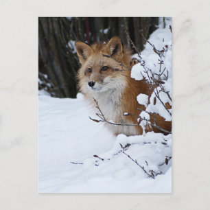 Red Fox i Snö Vykort