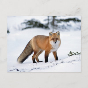 Red Fox i Snö Vykort