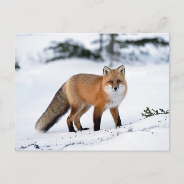 Red Fox i Snö Vykort (Framsida)