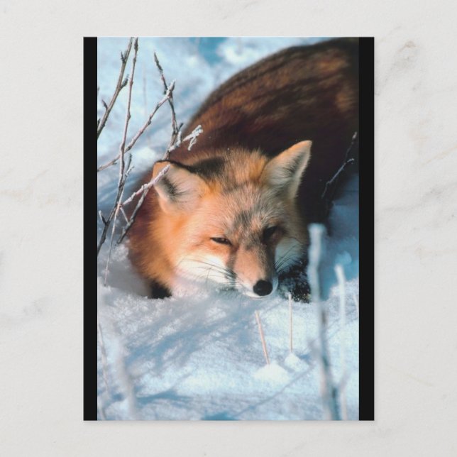 Red Fox i Snö Vykort (Framsida)
