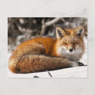 Red Fox i Snö Vykort