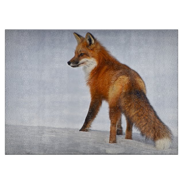 Red Fox i Winter Snö (Framsidan)