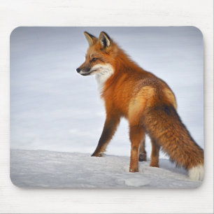 Red Fox i Winter Snö Musmatta