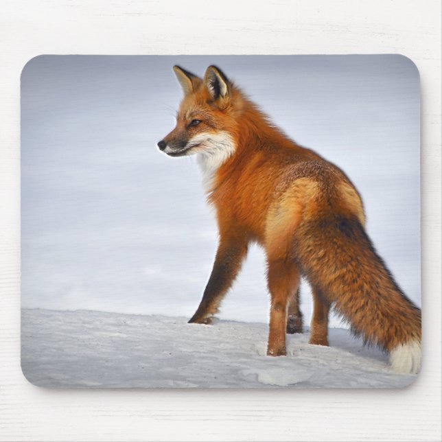 Red Fox i Winter Snö Musmatta (Framsidan)
