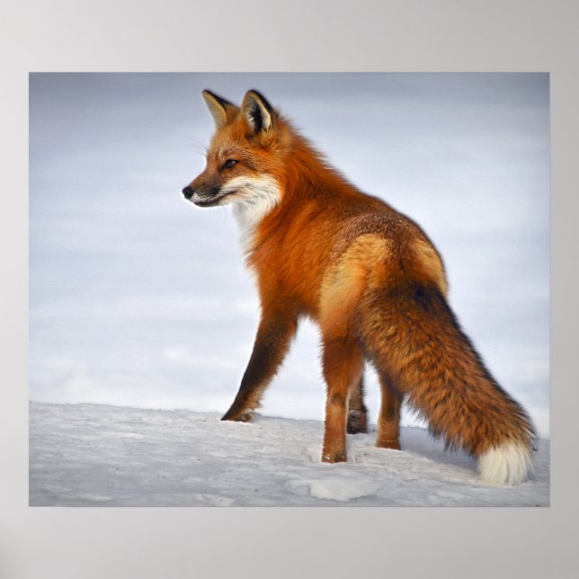 Red Fox i Winter Snö Poster (Framsidan)