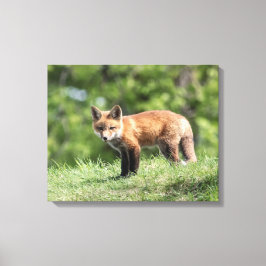 Red Fox Kit Canvastryck