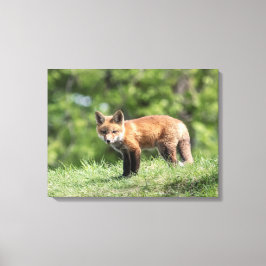 Red Fox Kit Canvastryck