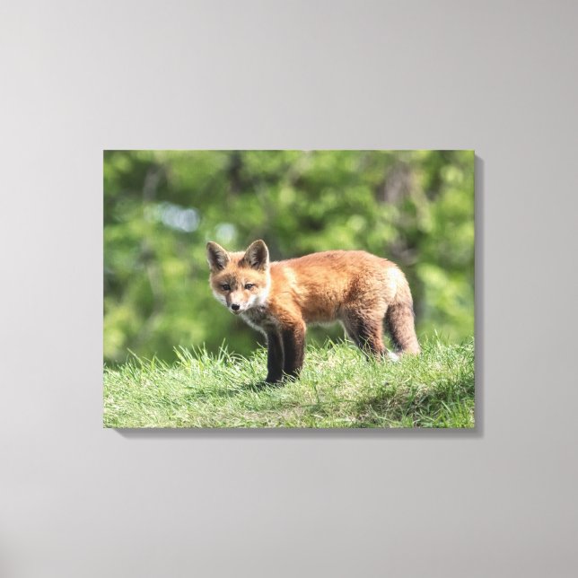 Red Fox Kit Canvastryck (Framsida)