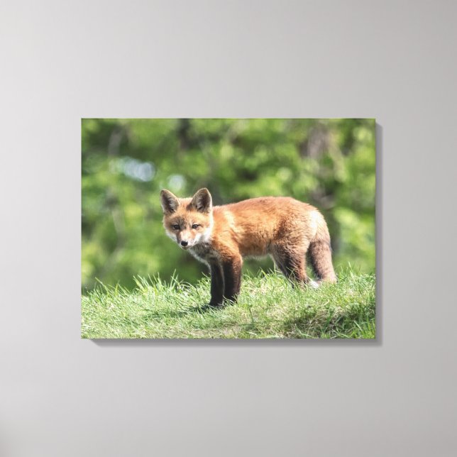 Red Fox Kit Canvastryck (Framsida)