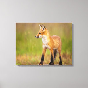 Red Fox Kit Canvastryck