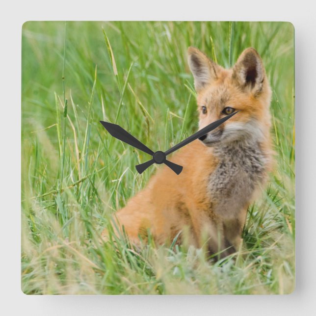 Red Fox Kit i gräs nära den Fyrkantig Klocka (Framsida)