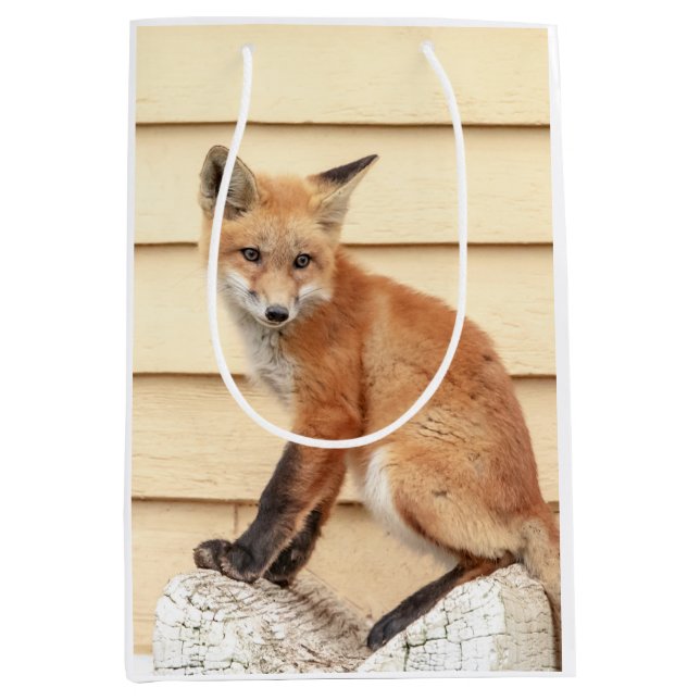 Red Fox Kit i Hudson Valley (Framsidan)