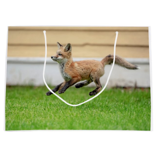 Red Fox Kit i Hudson Valley (Framsidan)