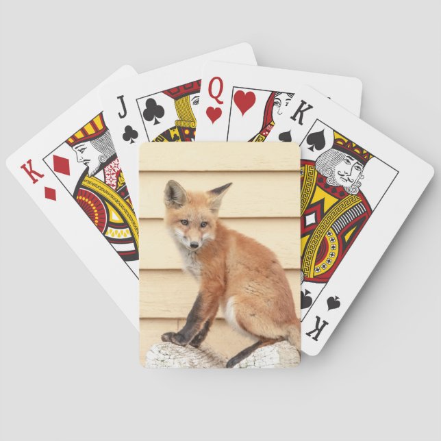Red Fox Kit i Hudson Valley Casinokort (Baksidan)
