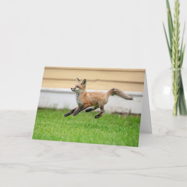 Red Fox Kit i Hudson Valley Kort (Framsida)