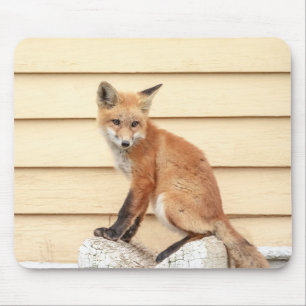 Red Fox Kit i Hudson Valley Musmatta