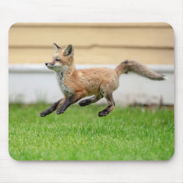 Red Fox Kit i Hudson Valley Musmatta (Framsidan)