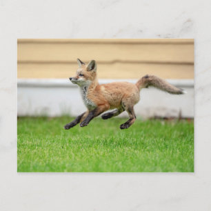 Red Fox Kit i Hudson Valley Vykort