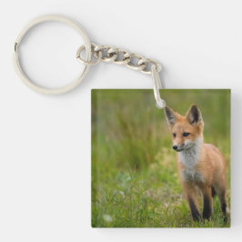 Red Fox Kit in Grassy Meadow