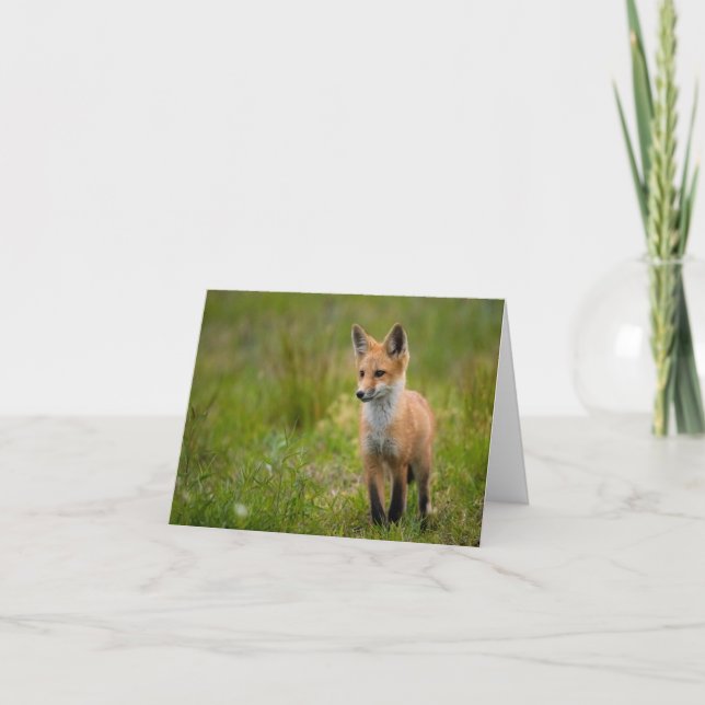 Red Fox Kit in Grassy Meadow Note Card Tack Kort (Framsida)